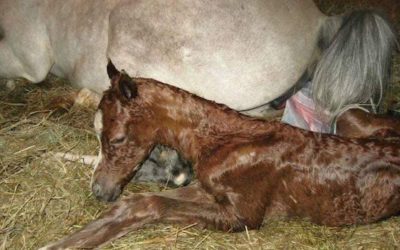 Part One, Educating foals from the time of conception?