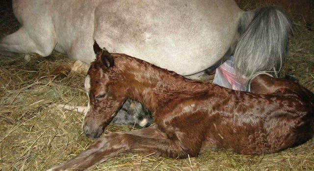 Part One, Educating foals from the time of conception?