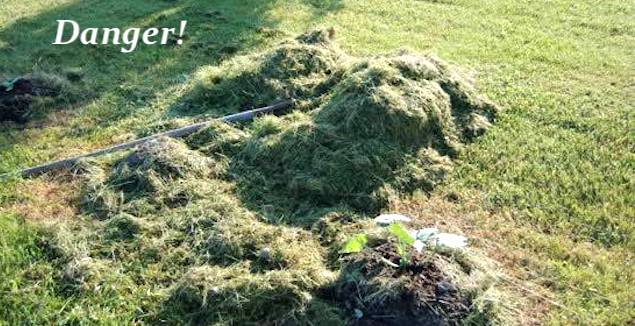 Lawnmower clippings