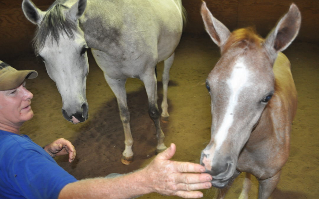 Part Two, Teaching  a Foal to Deal with Restraint