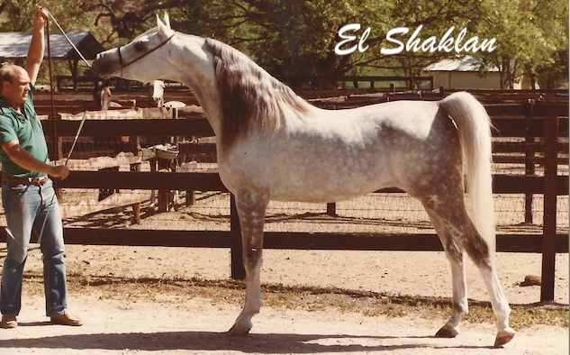 El Shaklan, Arabian Horse