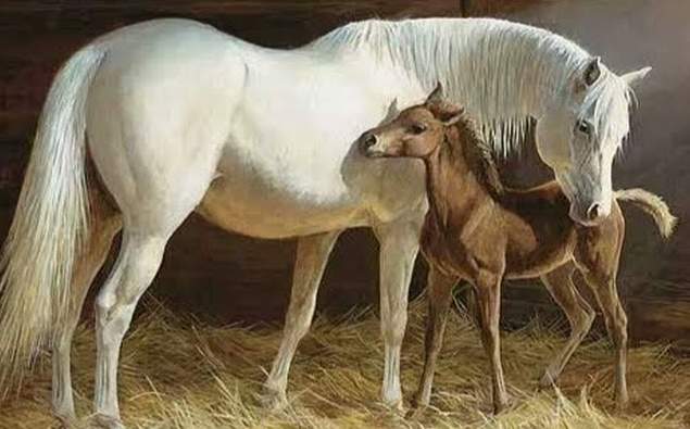 Arab Mare with Foal