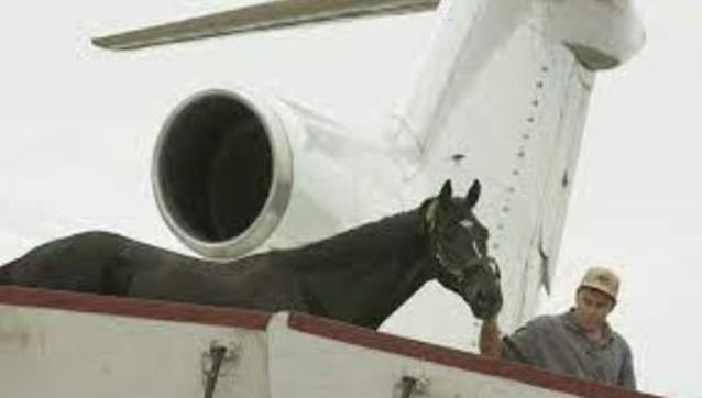 Unloading Horse in Egypt
