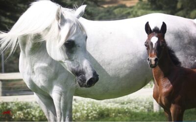 The Horse Listener, Book One, Chapter I