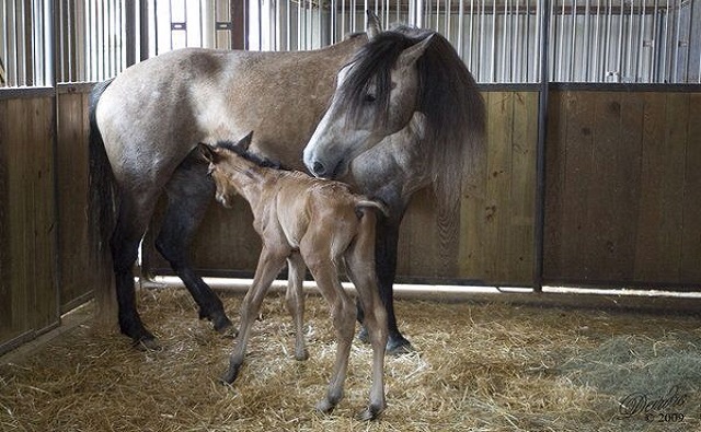 Grey mare and Bay Foal